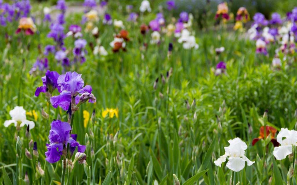 Kosatec Iris Pestovani (okvětní lístky, Kosatce bradaté, kosatce obvykle, kosatců bradatých, které jsou) Kosatec Iris Pestovani