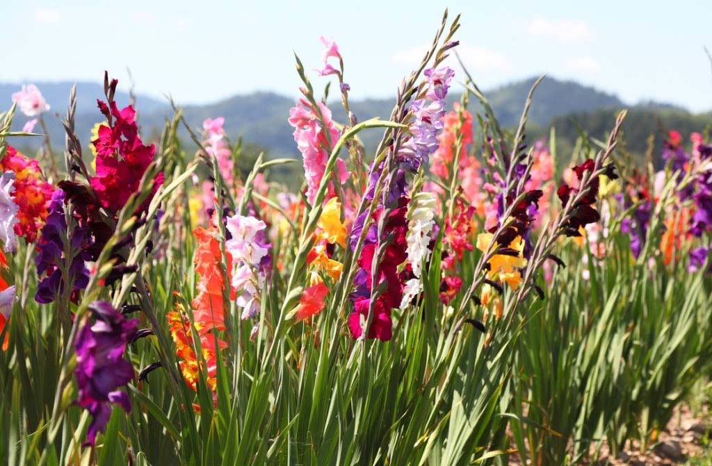 Kdy Sazet Cibule Gladioly (cibulí gladiol, místa výsadby, během kvetení) Kdy Sazet Cibule Gladioly
