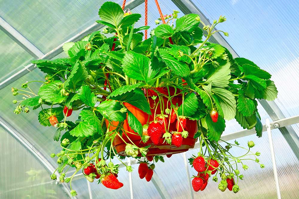 Jak pěstovat převislé jahody v truhlíku?